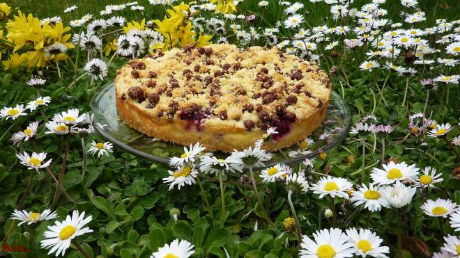 Quarkstreuselkuchen (9)